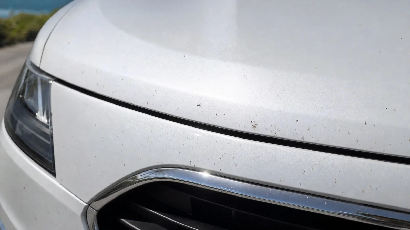 Close-up of dried insect residue on the leading edge of a car hood and front bumper in the Florida Keys sun